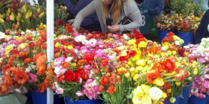 Mua hoa giá rẻ 