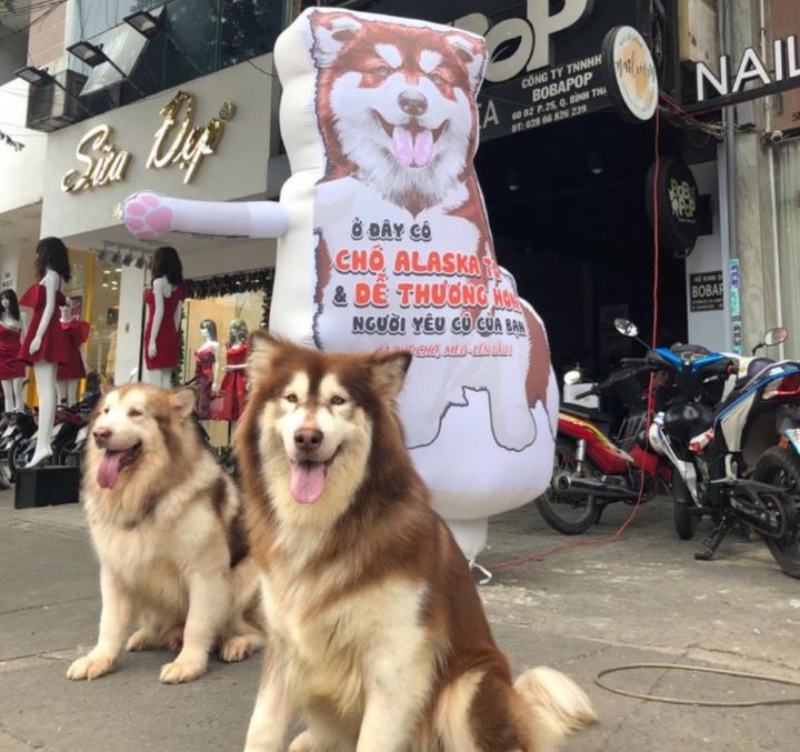 Nếu bạn đang tìm kiếm một chiếc quán cafe cún cưng thì Yuna Alaska Coffee là lựa chọn lý tưởng