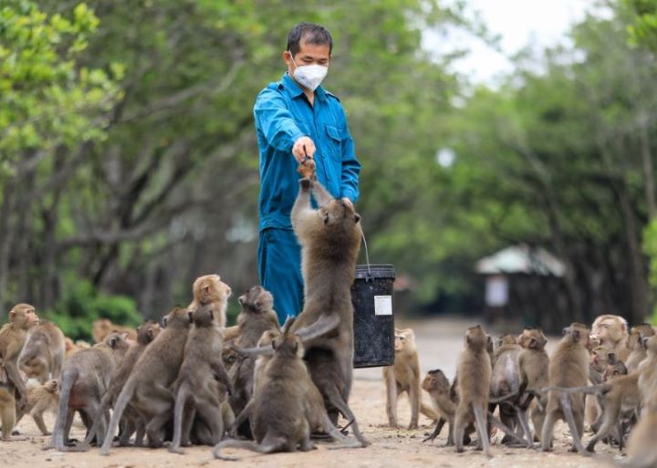 Bầy khỉ tăng động, tinh nghịch tại Đảo Khỉ Sài Gòn 